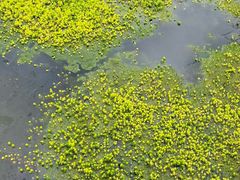 -白鹭湾湿地公园