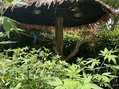 -上海野生动物园
