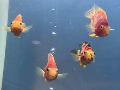 -阳澄湖费尔蒙酒店颐丰阁中餐厅(马鞍山西路店)
