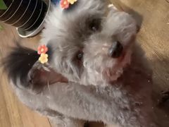-顺强宠物诊所·狂犬免疫·夜诊·骨科(嘉定店)