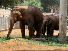 -石家庄市动物园