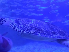 -太平洋海底世界