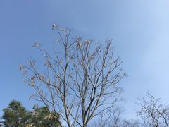 -老山国家森林公园