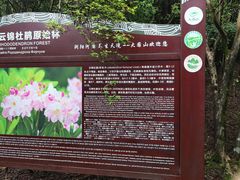 -大围山国家森林公园