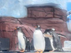 -海合安成都极地海洋公园