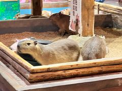 -顺德南宏海立方海洋公园