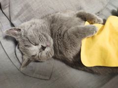 -猫十亿·布偶金渐层·曼基康矮脚猫舍(青年路店)