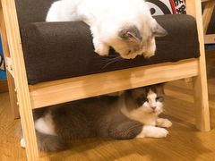 -猫にゃん · 猫的隐藏屋猫咖(麦地旗舰店)
