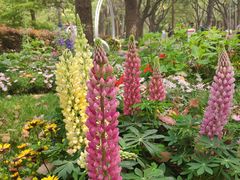 -上海共青森林公园