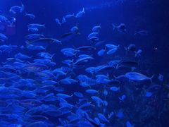 -太平洋海底世界