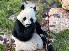-西霞口神雕山野生动物世界