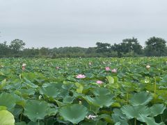 -梁鸿国家湿地公园