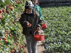 -大自然农场蔬菜草莓采摘园