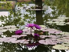 -莲花池公园