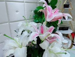 -伊芙世家美颜美养SPA