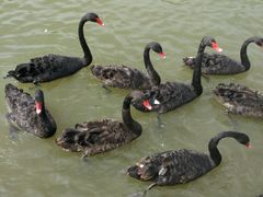 -新疆天山野生动物园