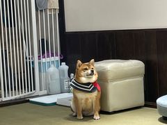 -逗柴咖啡屋·狗咖猫咖宠物桌游