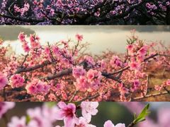 -中国天府农业博览园