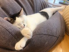 -momokira米努特·德文卷毛猫·棉花面纱犬