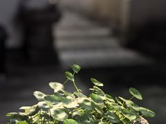 -古今茶语·峨眉山有机茶体验馆