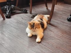 -猫岛主趣味餐厅(鼓浪屿店)
