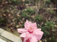iphone_upload_pic-金鸡湖桃花岛