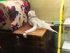 -猫咪博物馆(顶澳仔猫街店)