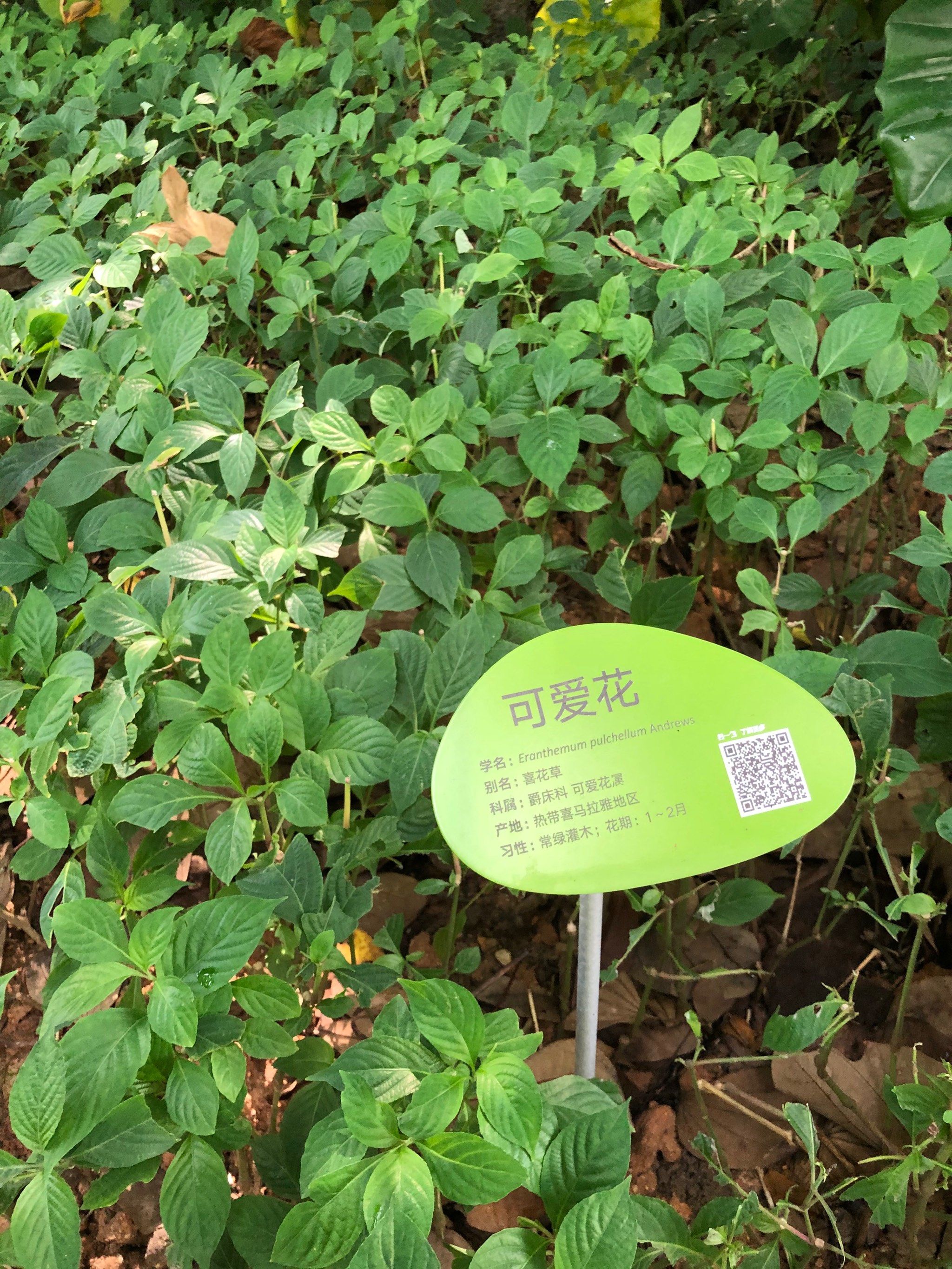 可爱花你见过没?真的叫这名字