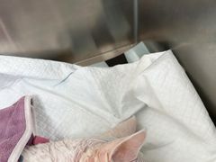 -派美特宠物医院·核磁CT·骨科肿瘤·疑难转诊(沈农禾丰店)