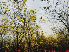 -天适樱花悠乐园