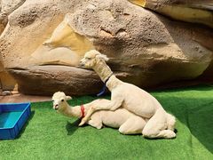 -杭州开元森泊度假乐园