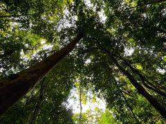 -西双版纳原始森林公园