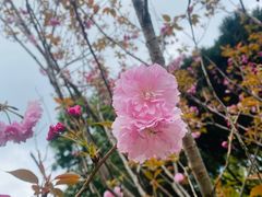 -南山植物园