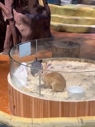 -奇幻萌宠部落(映月湖环宇城店)