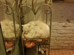 -猫咪博物馆(顶澳仔猫街店)