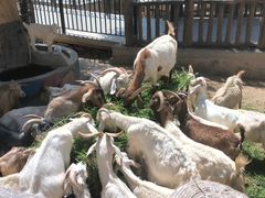 -石家庄市动物园