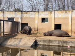 -合肥野生动物园