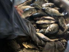 烤鲫鱼-峨眉一绝姐妹烧烤(峨眉花园店)