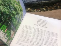 -菩提树下茶咖鼓捣