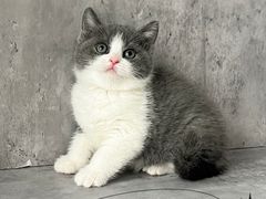 -小猫来了·猫舍(红山六九七九店)