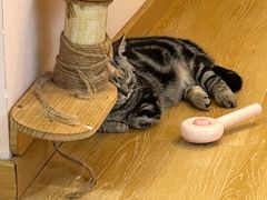 -猫咪派对(江南西店)