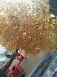 -M Hair造型