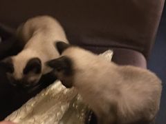 -吱咖啡西式简餐