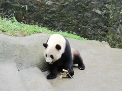 -都江堰中华大熊猫苑