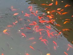 -菜根香土菜馆(文昌东路店)