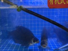 -食藕·武昌鱼(古德寺店)