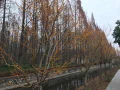 -水杉园