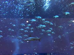 -瑰丽酒店·海吧·天际下午茶·现场DJ·天台酒吧