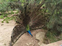 -西霞口神雕山野生动物世界