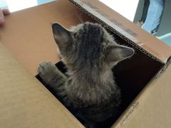 -瑞派·关忠动物医院·猫专科·犬专科(三环新城店)
